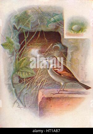 «House-Sparrow -- Pas'ser domes'ticus', c1910, (1910). Artiste : George James Rankin. Banque D'Images