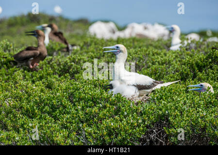 Seychelles, Aldabra, Cosmoledo Atoll. Fou à pieds rouges (Sula sula) sauvage : colonie de nidification, de la mère et de l'oisillon. Au loin des Fous bruns (Sula l sauvages : Banque D'Images