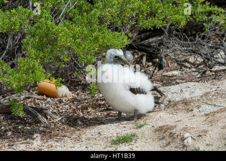 Les Seychelles, de l'Océan Indien, Aldabra, Cosmoledo Atoll. Fou à pieds rouges entouré de poussins et de plastique corbeille (Wild : Sula sula) en colo de nidification important Banque D'Images