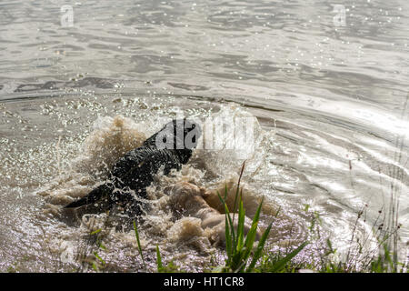 Une série d'images consécutives de deux chiens, Labrador Retriever, sauter dans un lac et jouant dans l'eau. Banque D'Images