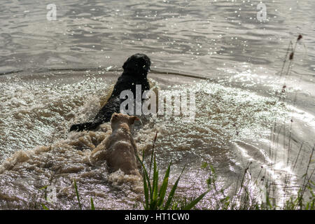 Une série d'images consécutives de deux chiens, Labrador Retriever, sauter dans un lac et jouant dans l'eau. Banque D'Images