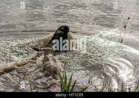 Une série d'images consécutives de deux chiens, Labrador Retriever, sauter dans un lac et jouant dans l'eau. Banque D'Images