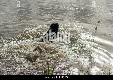 Une série d'images consécutives de deux chiens, Labrador Retriever, sauter dans un lac et jouant dans l'eau. Banque D'Images