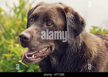 Close up image de la tête d'un Labrador Retriever de couleur chocolat avec sa langue. Banque D'Images