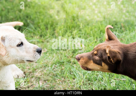 Un chiot kelpie et un Labrador, chiot face à face et la souche d'obtenir de l'autre dans un parc. Banque D'Images