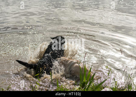 Une série d'images consécutives de deux chiens, Labrador Retriever, sauter dans un lac et jouant dans l'eau. Banque D'Images