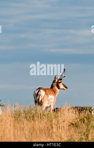 Buck l'Antilope d'Amérique (Antilocapra americana) près de Billings, Montana Banque D'Images