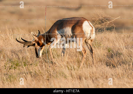 Buck l'Antilope d'Amérique (Antilocapra americana) à côté de barbelés près de Billings, Montana Banque D'Images