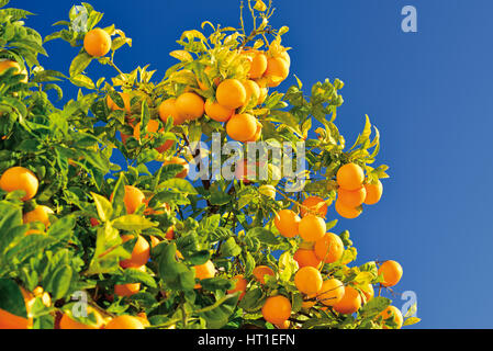 Arbre Orange avec beaucoup de fruits Banque D'Images