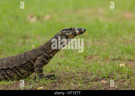 Une photographie d'un moniteur ou dentelle Dentelle goanna (Varanus varius). Il est membre de la famille varan. Banque D'Images