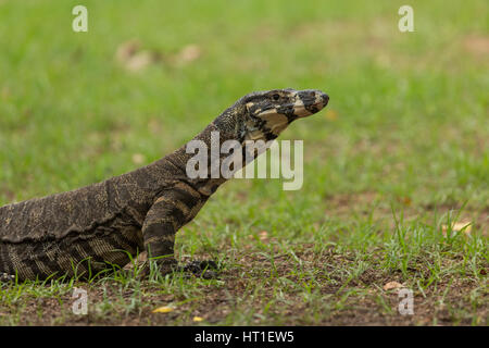 Une photographie d'un moniteur ou dentelle Dentelle goanna (Varanus varius). Il est membre de la famille varan. Banque D'Images