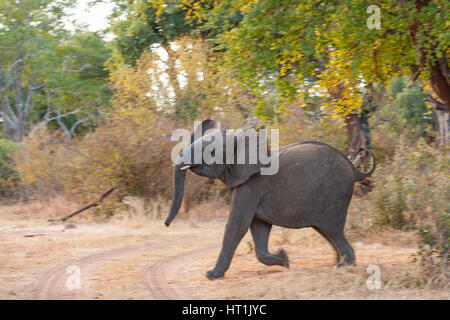 Un éléphant d'Afrique qui s'exécute dans le parc national du Zimbabwe Zambèze. Banque D'Images