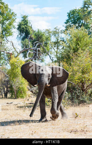 Un éléphant d'Afrique qui s'exécute dans le parc national du Zimbabwe Zambèze. Banque D'Images