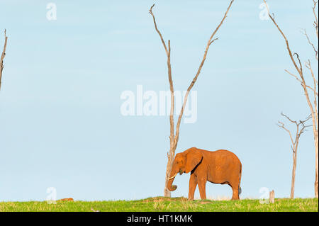 Un éléphant d'Afrique Loxodonta africana vu au lac Kariba, Matusadona National Park Zimbabwe. Banque D'Images