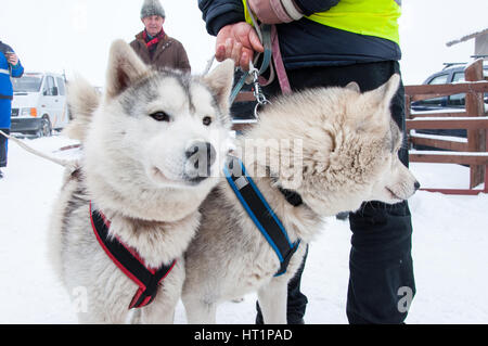 BELIS, ROUMANIE - 6 février : Samoyède chiens prêts pour le début de la première course de traîneaux à chiens concours. Le 6 février 2015 à Belis, Roumanie Banque D'Images