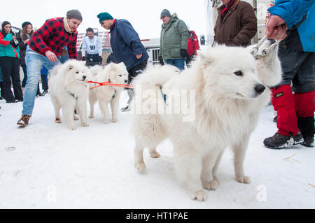 BELIS, ROUMANIE - 6 février : Samoyède chiens prêts pour le début de la première course de traîneaux à chiens concours. Le 6 février 2015 à Belis, Roumanie Banque D'Images