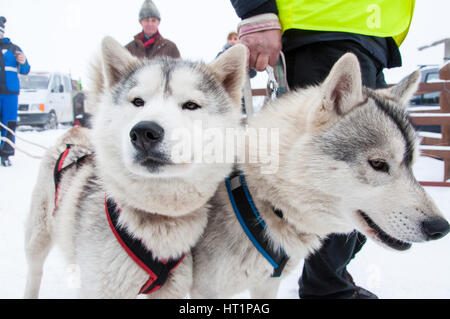 BELIS, ROUMANIE - 6 février : Samoyède chiens prêts pour le début de la première course de traîneaux à chiens concours. Le 6 février 2015 à Belis, Roumanie Banque D'Images