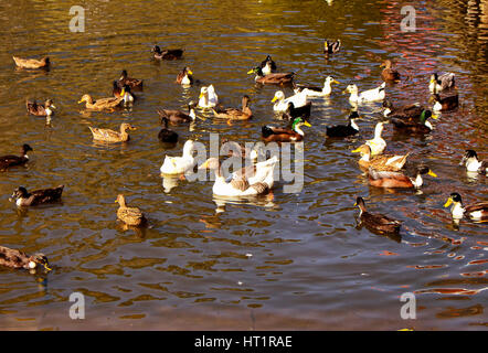 De nombreux canards colorés nagent à la forêt de plaine d'Acarlar en journée ensoleillée en automne. Situé dans la province de Sakarya, nord-ouest de la Turquie. C'est une combinaison de Banque D'Images