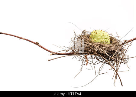 Image conceptuelle d'un nid d'oiseau isolé sur fond blanc. Nid d'oiseaux. Banque D'Images