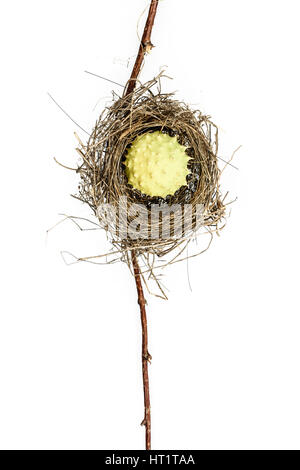 Image conceptuelle d'un nid d'oiseau isolé sur fond blanc. Nid d'oiseaux. Banque D'Images
