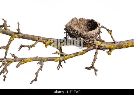 Nid abandonné sur l'ancienne branche d'arbre, isolé sur fond blanc. Nid vide. Banque D'Images