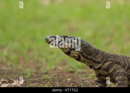 Une photographie d'un moniteur ou dentelle Dentelle goanna (Varanus varius). Il est membre de la famille varan. Banque D'Images