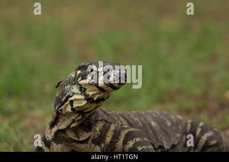 Une photographie d'un moniteur ou dentelle Dentelle goanna (Varanus varius). Il est membre de la famille varan. Banque D'Images