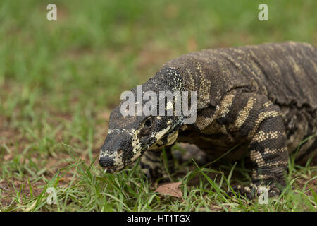 Une photographie d'un moniteur ou dentelle Dentelle goanna (Varanus varius). Il est membre de la famille varan. Banque D'Images