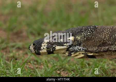 Une photographie d'un moniteur ou dentelle Dentelle goanna (Varanus varius). Il est membre de la famille varan. Banque D'Images