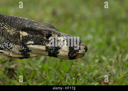 Une photographie d'un moniteur ou dentelle Dentelle goanna (Varanus varius). Il est membre de la famille varan. Banque D'Images