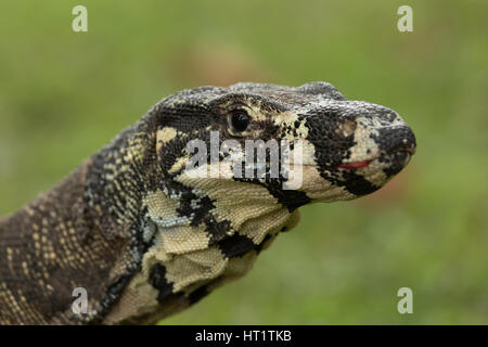 Une photographie d'un moniteur ou dentelle Dentelle goanna (Varanus varius). Il est membre de la famille varan. Banque D'Images