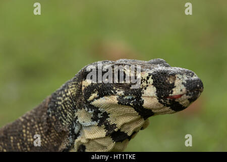 Une photographie d'un moniteur ou dentelle Dentelle goanna (Varanus varius). Il est membre de la famille varan. Banque D'Images