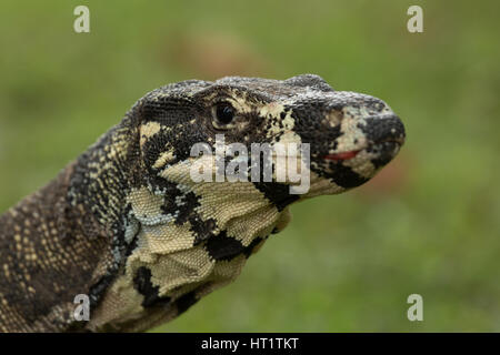 Une photographie d'un moniteur ou dentelle Dentelle goanna (Varanus varius). Il est membre de la famille varan. Banque D'Images