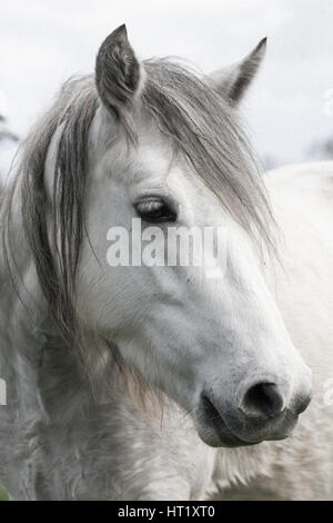 Profil de tête de cheval blanc Banque D'Images