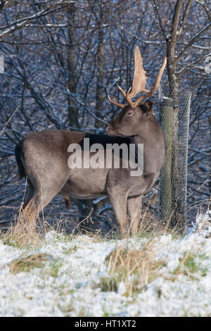 Cerfs avec bois dans le Phoenix Park, Dublin, Irlande Banque D'Images