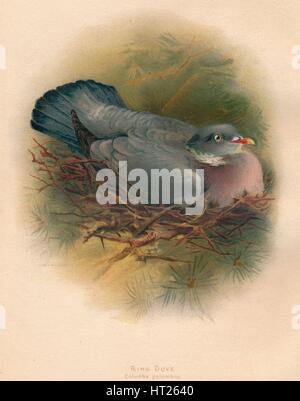 'Ring Dove (Columbs palumbus)', 1900, (1900). Artiste : Charles Whymper. Banque D'Images