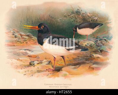 'Commun Oyster-Catcher (Haematopus ostralegus)', 1900, (1900). Artiste : Charles Whymper. Banque D'Images