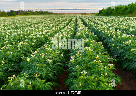 Des rangées de plants de pommes de terre dans un champ de l'île avec le Pont de la Confédération dans la distance. Banque D'Images