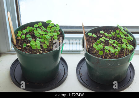 Les semis nouvellement germés impatiens en pot sur un rebord de fenêtre d'accueil. Banque D'Images