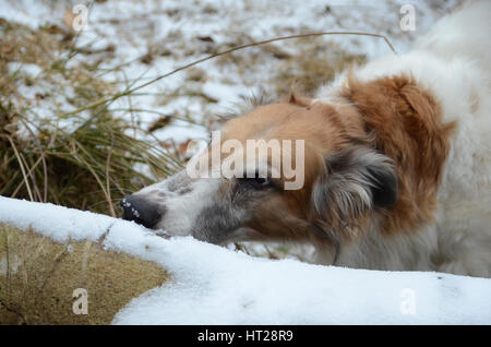 Chien barzoï chews dans il de périderme un arbre tombé. Banque D'Images