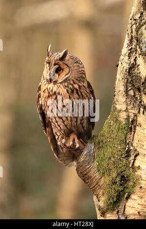 Hibou moyen long perché sur une branche d'arbre dans un bois, dans le soleil du matin, beau détail. Banque D'Images