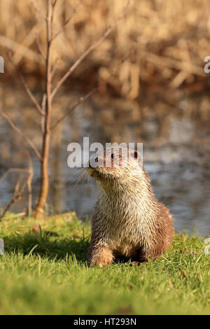 Étang de la loutre sur l'herbe à Alert. Banque D'Images