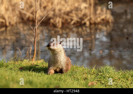 Étang de la loutre sur l'herbe à Alert. Banque D'Images