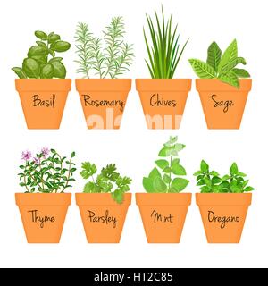 Ensemble d'herbes culinaires en vecteur de pots en terre cuite avec des étiquettes. De plus en plus vert basilic, sauge, romarin, ciboulette, thym, persil, menthe, origan avec texte abov Illustration de Vecteur