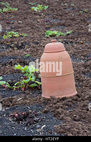 Pots de service en terre cuite. Pots de fleurs du Yorkshire dans un jardin anglais. ROYAUME-UNI Banque D'Images