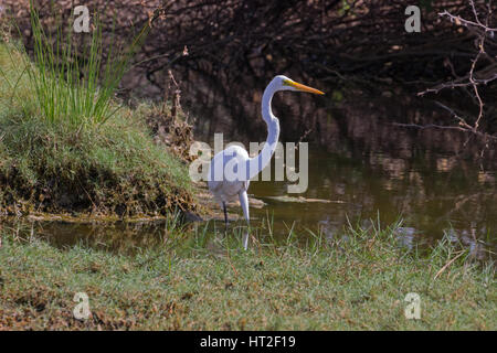 La grande aigrette (Ardea modesta) Banque D'Images