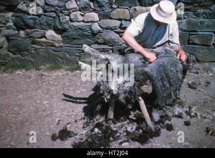 Une tonte des moutons à la main, Lake District, c1960s. Artiste : CM Dixon. Banque D'Images