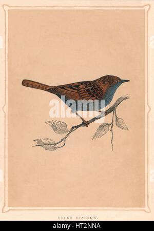 'Hedge Sparrow', (Prunella modularis), c1850, (1856). Artiste : Inconnu. Banque D'Images