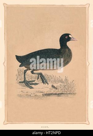 'Foulque', (fulica), c1850, (1856). Artiste : Inconnu. Banque D'Images