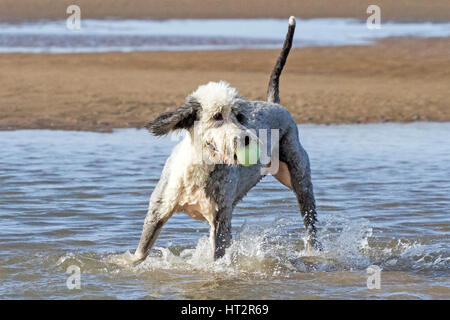 Formby, Merseyside. 6Th Mar, 2017. Météo britannique. Les chiens tous les jours. Good Old English Sheepdog 'Bella' un bon moment jusqu'à la mer à Formby Beach le Merseyside. Le Old English Sheepdog est une grande race de chien qui a été développé en Angleterre au début de types de chiens de bergers. Credit : Cernan Elias/Alamy Live News Banque D'Images